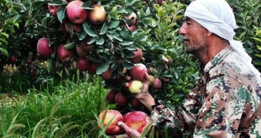 30 ألف طن تفاح انتاج منطقة الشوبك سنويا - السبيل