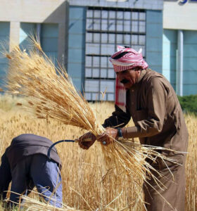 القمح