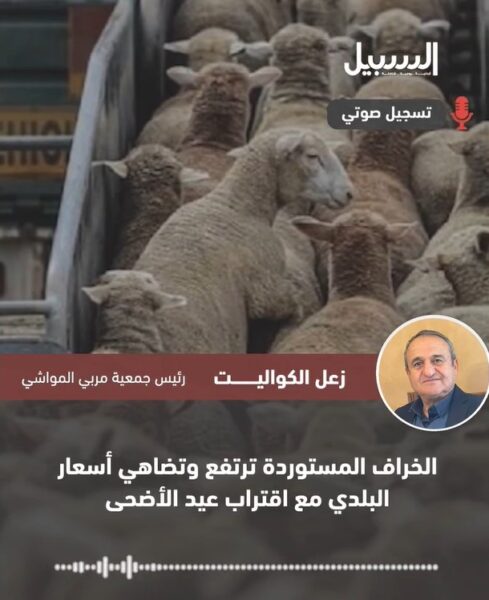 أسعار الخراف المستوردة ترتفع وتضاهي أسعار البلدي مع اقتراب عيد الأضحى