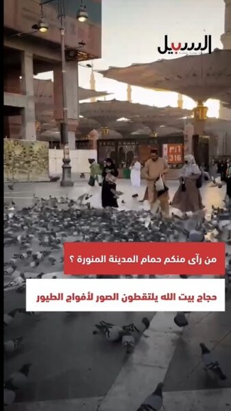 حمام المدينة المنورة.. حجاج بيت الله يلتقطون الصور لأفواج الطيور