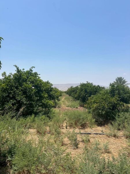 دعوة مزارعي الأغوار الشمالية ومربي المواشي للتحوط لآثار ارتفاع الحرارة