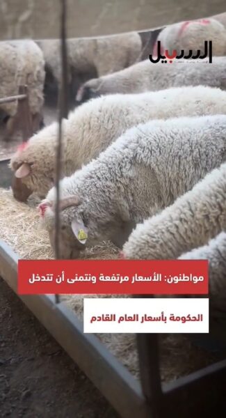 مواطنون: أسعار الأضاحي هذا العام مرتفعة ونتمنى أن تتدخل الحكومة