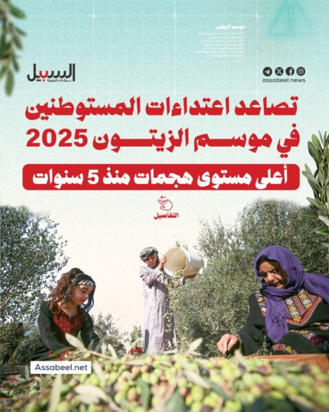 الأعلى منذ 5 سنوات… تصاعد اعتداءات المستوطنين في موسم قطف الزيتون لهذا العام