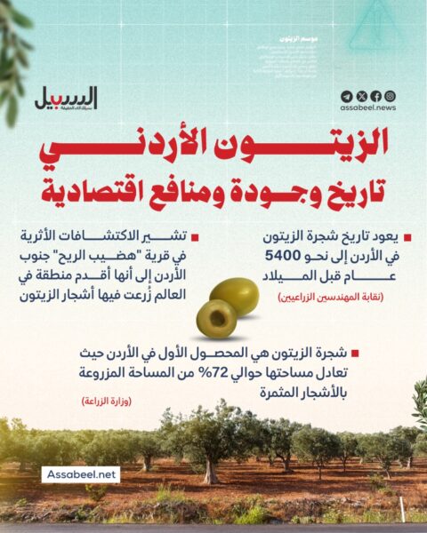 الزيتون الأردني… تاريخ وجودة ومنافع اقتصادية
