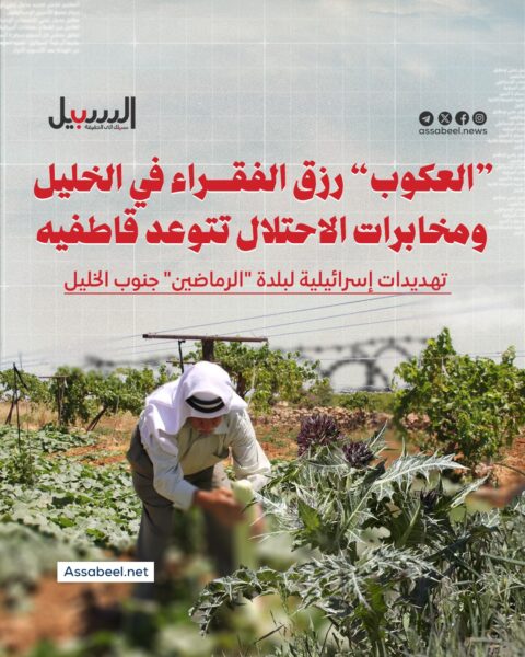 “العكوب” رزق الفقراء في الخليل… ومخابرات الاحتلال تتوعد قاطفيه