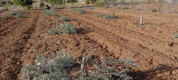 مستوطنون يقتلعون 30 شجرة زيتون ويهاجمون منزلاً في مسافر يطا وواد الرخيم