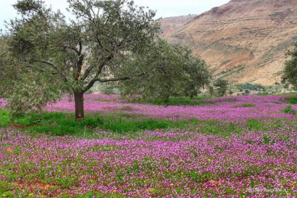 أجواء ربيعية دافئة حتى الجمعة وانخفاض ملموس السبت